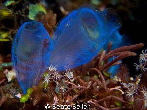 Blue Bell Tunicate, taken with Canon G10 and UCL165 by Beate Seiler 